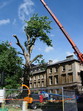 Tree being cut down