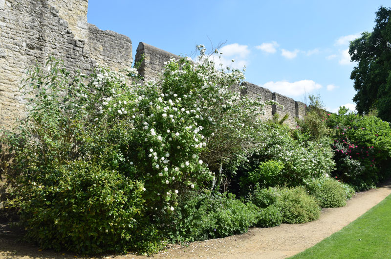 Wall to south of Bastion 15